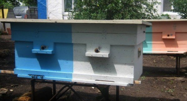 Co je chov dvoumatek v úlu a jak ho organizovat?